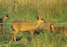D206080 Suffolk Muntjac Deer J Arthur Dixon