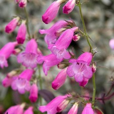 Penstemon Pink Endurance Flowering Perennial Garden Plant Multiple Sizes