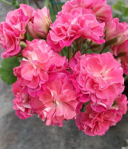 Pelargonium lia lambada - lia,