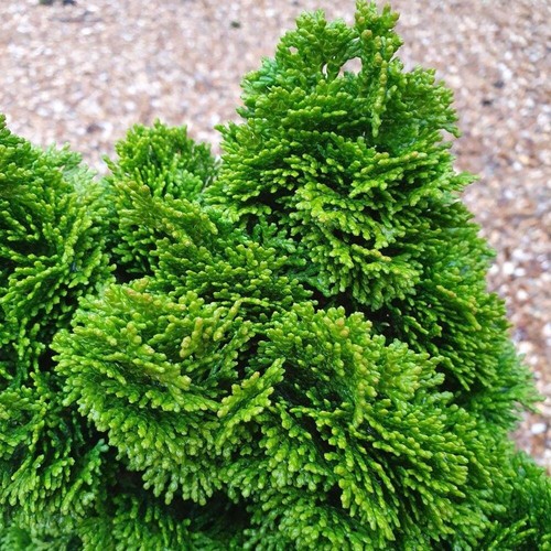 Lawson cypress conifer plant - lawson's,