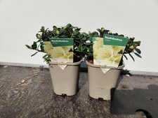 2x Dwarf Rhododendron 'Wren'