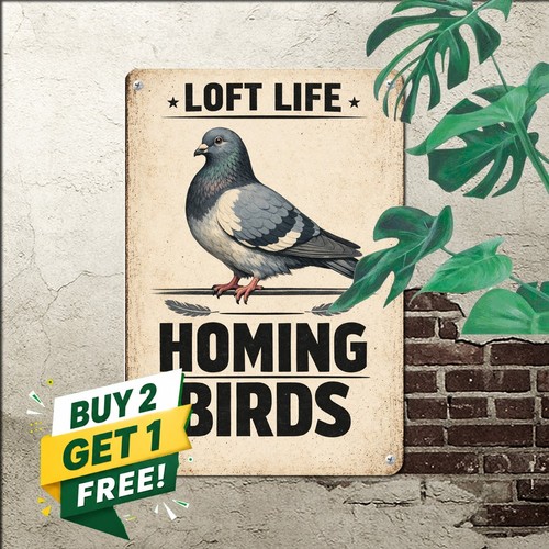 Dad pigeon shed - dad, racing