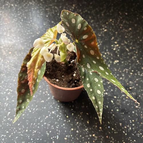 Begonia maculata angel - begonia,