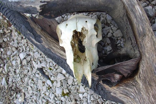 Sheep skull a4 signed - 'sheep,