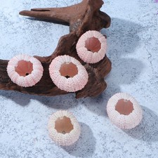  6 Pcs Fish Tank Ornament Natural Conch Shells Decorative Seashells