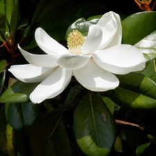 Magnolia Grandiflora Flowering
