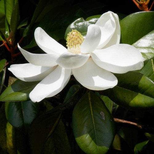 Magnolia grandiflora flowering - magnolia,