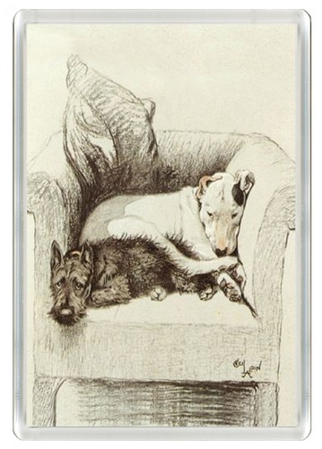 Bull terrier scottish - bull,