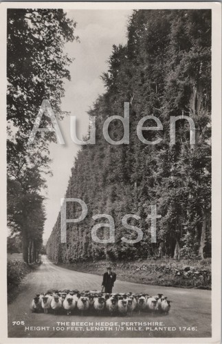 Rppc beech hedge perthshire - rppc,