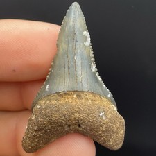 Great White Shark Tooth Fossil