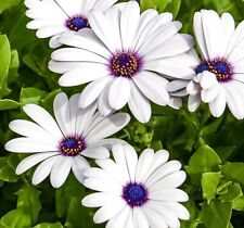 50x African Daisy Glistening White Ecklonis Seeds - Purple Eyed Perennial Flower