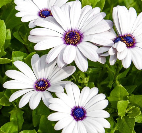50x african daisy - 50x,