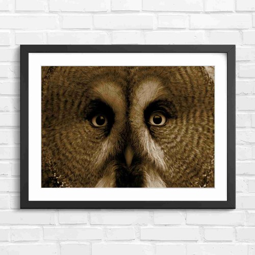Intense owl portrait sepia - owl,