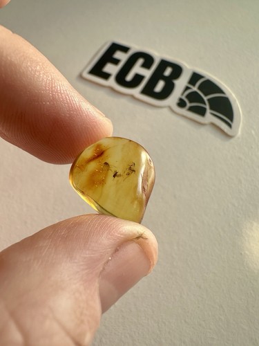 Baltic amber with mosquito - baltic,
