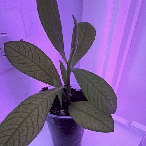 Euphoria grantii - euphoria, “grantii”