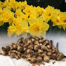 50 KING ALFRED TRUMPET DAFFODIL BULBS VIVID YELLOW HARDY SPRING PERENNIAL
