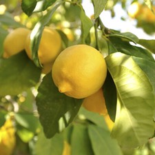 Citrus fruit tree lemon - citrus,