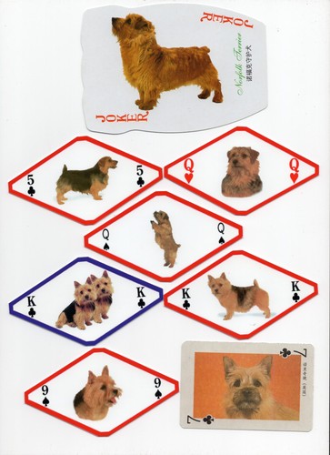 Norwich norfolk terrier - norwich,