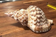 Very Large 9.75” Triton’s