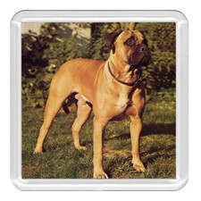 Bullmastiff Dog Acrylic