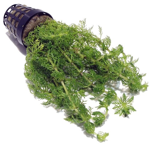 Limnophila sessiliflora live - limnophila,