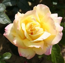 Peace Rose - 4L Pot (Live Plants)