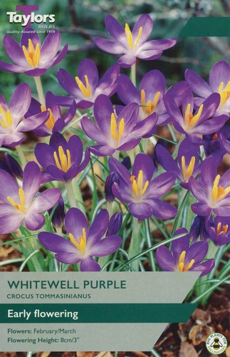 Crocus whitewell purple - crocus, purple'