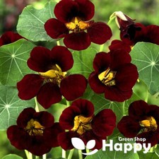NASTURTIUM TOM THUMB - BLACK VELVET - 30 SEEDS - Tropaeolum minus - NON-TRAILING