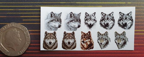 Cute pretty wolf wolves - cute,, wolf,