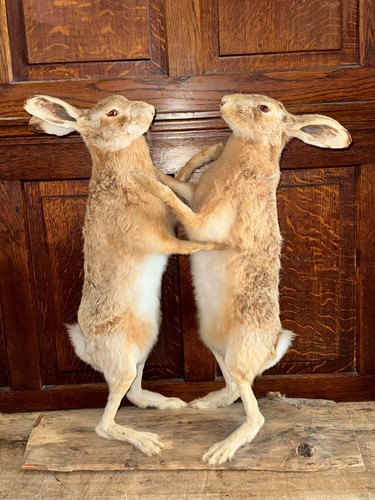 Superb pair taxidermy full - pair, of