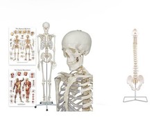 Buddy the budget skeleton - budget,