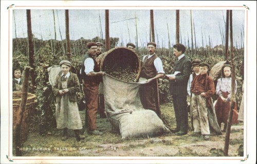 Nostalgia postcard hop picking - postcard, hop-picking