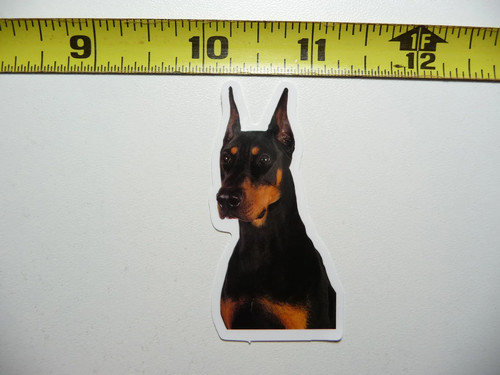 Loyal doberman pinscher - doberman, funny
