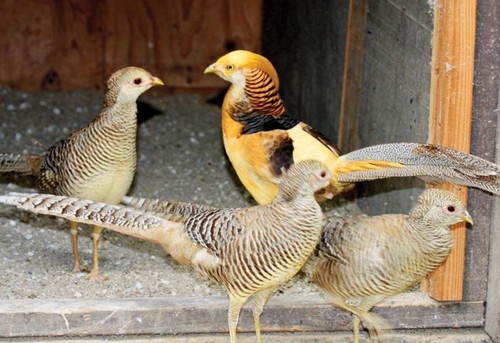 Golden pheasant eggs - golden, (red