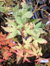 Japanese Maple Acer Palmatum