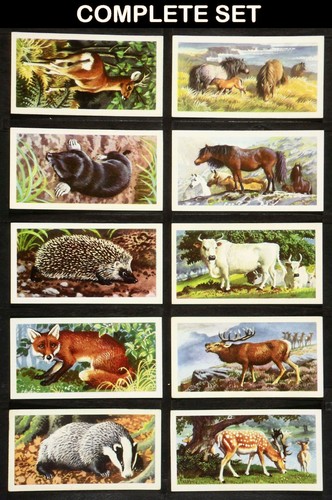 British wild life - british,