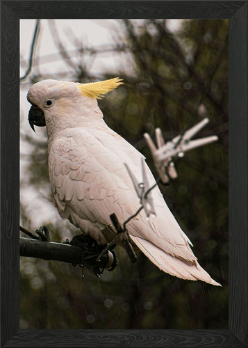 Cockatoo the rain framed - in,