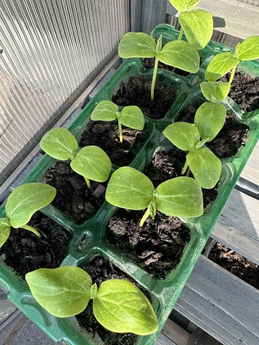 Cucumber plant marketmore - cucumber,