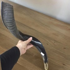 Yemenite Kudu Horn Shofar