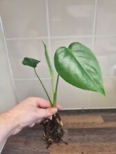 Monstera Deliciosa / Swiss Cheese Plant Cuttings - Medium Well Rooted Cutting