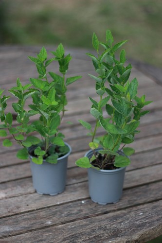 Korean mint - mint, (agastache