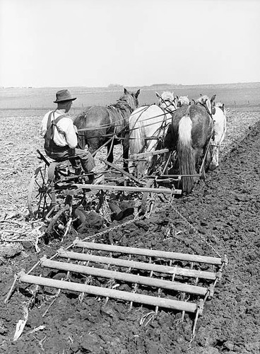 Farmer operating plow - , harrow
