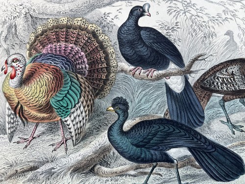 Antique hand coloured