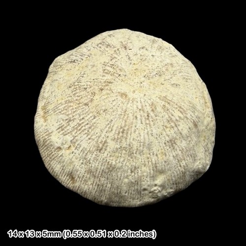 Button coral fossil jurassic - button,