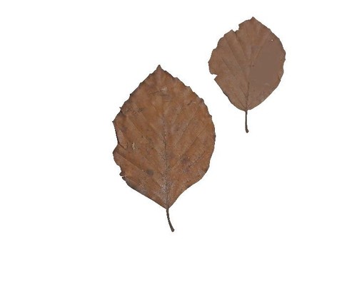 Borneo wild beech leaves - borneo,