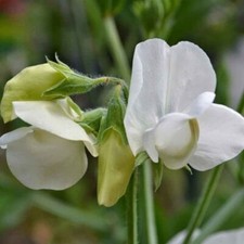 SWEET PEA -ROYAL WEDDING - 25