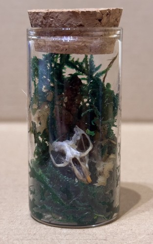 Decorative gothic taxidermy - decorative,
