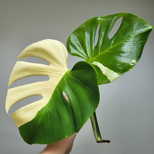 Large form monstera - large, form!