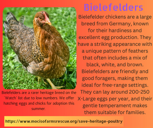 Hatching eggs bielefelder - eggs,