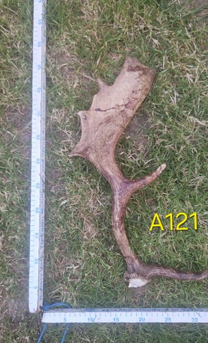 Fallow deer buck antler - buck,